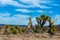 Faxon yucca, Spanish dagger (Yucca faxoniana), giant yuccas in autumn along the road in Yucca Valley