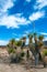 Faxon yucca, Spanish dagger (Yucca faxoniana), giant yuccas in autumn along the road in Yucca Valley