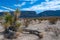 Faxon yucca, Spanish dagger (Yucca faxoniana), giant yuccas in autumn at Santa Elena Canyon