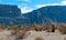 Faxon yucca, Spanish dagger (Yucca faxoniana), giant yuccas in autumn at Santa Elena Canyon