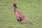 Fazant, Common Pheasant, Phasianus colchicus