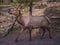 Feale Elk deer. Grand Canyon village, Arizona, USA