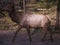 Feale Elk deer. Grand Canyon village, Arizona, USA