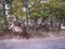 Feale Elk deer. Grand Canyon village, Arizona, USA