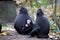 feamle with baby Crested black macacue, Macaca nigra, on the