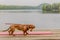 Fearful dachshund on a wooden bench with a spectacular lake in the background