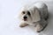 Fearful little maltese dog with big eyes