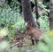 Fearful young mountain CHAMOIS in the forest