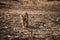 Fearless and bold female tiger cub at ranthambore