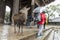 Fearless Deer TÅdai-ji Nara Japan