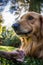 Fearless Dog, dangerous eating a Bone. Golden Retriever.