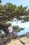 fearless man standing under pine tree on top of mountain over precipice