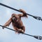 Fearless Orangutan on overhead cables