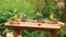 Feasting Birds at the Platform Tray Feeder