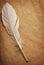 Feather on a background of the empty form for the letter