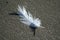 Feather on Beach