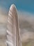 Feather on the beach