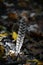 Feather on a Bed of Autumn Leaves