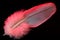 Feather bird pink closeup isolated on black background, light and airy. The pen is lightweight material, allows birds to fly, used