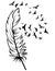 Feather and birds. Black and white vector illustration of stylized feather with silhouettes of flocks of birds. Tattoo.