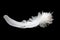 Feather on black background