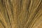 Feather broom grass