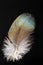 Feather of Chestnut-winged Cuckoo