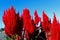 Feather Cock`s Comb, Celosia Plumosa