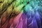 Feather. Colorful Bird Feathers