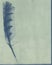 Feather Cyanotype