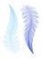 Feather drawing, vector