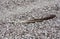 Feather on dried fish bones at Salton Sea