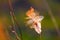 Feather in dried grass