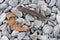 Feather and Dried Leaf on Cobblestones