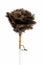 Feather duster against white background