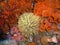 Feather Duster Worm surrounded by Fluted Bryozoans, Spiny Brittle Stars, and Club-Tipped Anemones