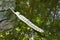 Feather floating in woodland stream