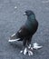A Feather-footed Pigeon