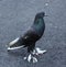 A Feather-footed Pigeon