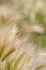 Feather-grass