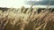 Feather grass close up. Field of golden ears swaying. Nature landscape