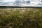 Feather grass field.