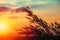 Feather grass flower sunset silhouette countryside rural view