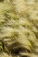 feather grass, mat grass. feather grew up in the Kazakh steppe.