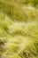 feather grass, mat grass. feather grew up in the Kazakh steppe.