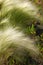 feather grass, mat grass. feather grew up in the Kazakh steppe.