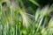 Feather grass, needle grass, or spear grass Stipa sp