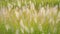 Feather grass steppe closeup