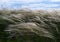 Feather grass in the steppe in summer