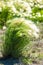 feather grass. Steppe wild herb with narrow leaves.